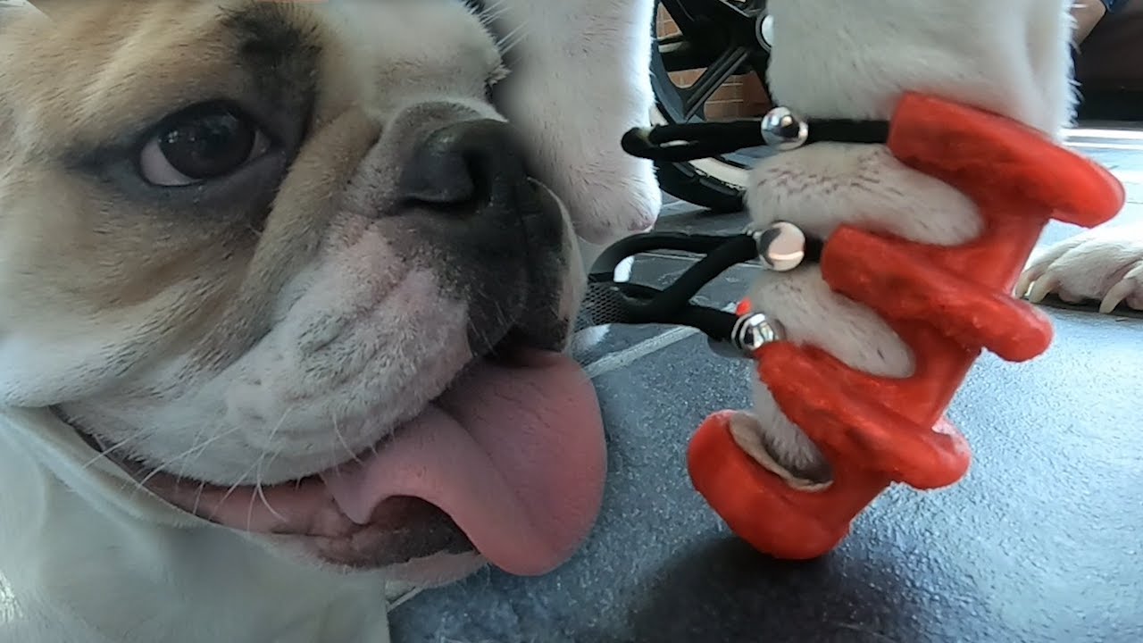 Wunsche Graduates Return to School to Complete Prosthetic Paws